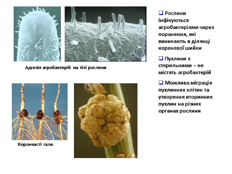 Корончасті гали Адгезія агробактерій на тілі рослини  Рослини інфікуються агробактеріями через поранення, які
